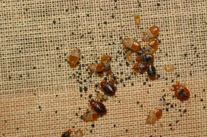 bed-bugs-under-carpet-pictures